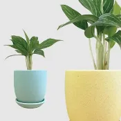 │ 霧陶系列 │ 白馬粗肋草 - 空氣淨化 室內植物 水耕盆栽 無土