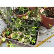 小尖葉憂遁草(沙巴蛇草)(憂盾草)優盾草)優遁草)憂頓草)優頓草盆栽---35元/盆