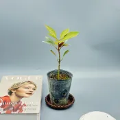 植物空間 佛光樹3寸 陽光植物 觀葉植物 七寶樹