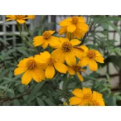 鳳凰花園～芳香萬壽菊