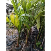 檳榔苗 特白仔 種在移植袋每棵下1全國可種滿3棵出貨可合併