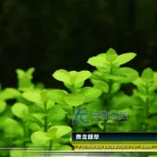 (店+)黃金錢草（水上葉）(AC草影)