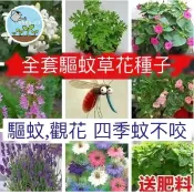 驅蚊草種子 香茅草 檸檬香蜂草 防蚊植物 芳香萬壽菊 澳洲茶樹 迷迭香 盆栽 室內陽台好種 天然防蚊 香草種籽 四季可播