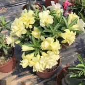 ✔💯【沙漠玫瑰花種子】 重瓣沙漠玫瑰 包對版 花大色艷 沙漠玫瑰 養不死沙漠玫瑰  轉運風水花卉 四季開花 大肚沙漠玫瑰