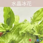 【花園城堡】 台灣 水晶冰花菜種子 冰原 lce Crystal 種子 沙拉蔬食 料理裝飾用 冰花 冰菜 冰花菜