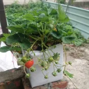 〈翡翠園藝農場〉特價DIY有機椰纖土栽培袋可用於,花卉 草莓 蕃茄 太空包 多肉 蔬菜 ,椰纖包 無土栽培法反覆使用