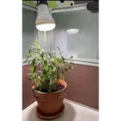太陽光譜植物燈全光譜植物燈力鹿角蕨植物蛇管40公分附12瓦太陽光譜植物燈投射燈泡 植物生長燈 檯燈夾燈指向式防眩光不剌眼