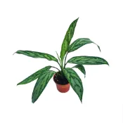 (店+)【Gardeners】黑美人粗肋草 3吋盆 -1入室內植物/綠化植物/觀葉植物