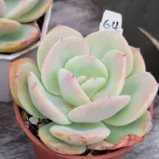 白鳳【EVA花園】 0410更新 一物一拍 多肉植物 景天 台中平地露養 脫盆裸根寄