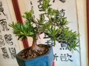 收藏精品無接枝日本小葉八房羅漢松名叫綠鑽5特殊少見粗幹矮霸迎客漂松造型漂亮層次分明小品盆栽好種植喜半日照以上潮濕環境免運