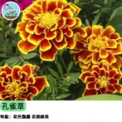 【超好種開花機器】孔雀草種子 萬壽菊親戚 驅蟲植物 陽台花壇必備 四季開花耐熱耐旱 新手推薦 蜜源植物