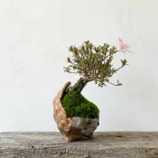 皋月杜鵑盆栽｜雙雲之光品種｜日式小品盆景｜花木盆栽｜馬鞍盆｜Ohayo植栽