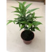 竹柏/ 南攻 竹柏 ｜3吋盆～羅漢松科⋯