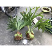 駝鹿鹿角蕨-正側芽🦌側芽