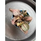 Jay 多肉植物 彩葉麒麟 葉子有愛心紋路