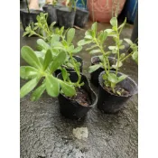 豬母奶 馬齒莧 可食用