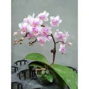 成熟株蝴蝶蘭花苗（春之舞者）Phal. Spring Dancer-沒有花