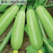 現貨🥒【西葫蘆種子】🥒（100粒）新種上市 露天耐熱抗寒高產嫩西葫蘆瓜種子 四季春季夏秋季蔬菜種子 庭院陽台盆栽種植種籽