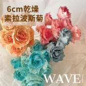 泰國進口 《WAVE Design 》索拉波斯菊 5-6cm 波斯菊 乾燥花  花材 索拉花 永生花 不凋花 擴香花