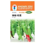 (店+)【天橙種子】辣椒-和星種子  SV-020  約30粒 早生品種 特選種子 果菜類 農友種苗 彩色原包裝