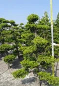 【＊花花世界＊】 造型羅漢松 //層次羅漢松 *大型物件，運費另計*