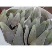 歐根泥客無農藥 石蓮花瓣 $10元/單片 園藝種植小品 可食用款