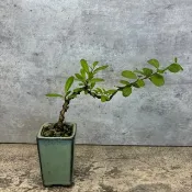 狀元紅  迷你盆栽   植物 盆栽