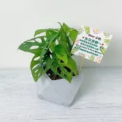 【超人氣室內觀賞植物】洞洞蔓綠絨 窗孔龜背芋盆栽 @JU