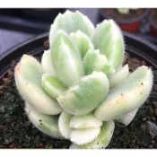 [時花]  多肉種子  白熊 /熊童子錦  自家收取