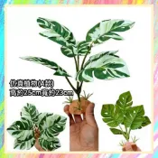 ★爬蟲新樂園★[台灣現貨]高質感仿真植物 造景仿真植物 多種款式 造型自然生動 爬蟲 樹棲爬蟲 樹棲守宮 變色龍