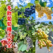 現貨現發【葡萄種子】  四季種植水果種子 陽台庭院盆栽 紅提 巨峰葡萄 美國青提 黑加侖葡萄種籽 高產