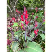 樹森園藝 蓮蕉花（小紅花）1棵22元