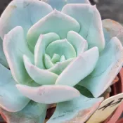 瑪琳娜【EVA花園】0521更新 療癒 多肉 植物 景天 脫盆裸根寄