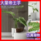 嘉義民雄發貨❤️大葉帝王芋❤️假植物 假樹 龜背葉 芋頭葉 姑婆芋 旅人蕉 盆栽 大型植物