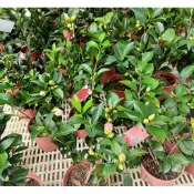 玫森 茶花 夏日七心茶花 夏日衍平茶花  瑰麗迎夏茶花 夏日茶花 夏日杜鵑茶 夏夢小璇  5吋盆 觀花植物