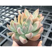 【小農舍】杜里卡蘿拉 / 多頭 / 多肉 / 多肉植物 / 盆栽 / 園藝 / 植物