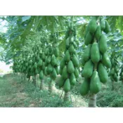 木瓜苗　矮種紅妃品種