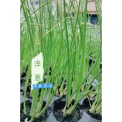 青農邸家【菜苗】賣場需滿200出貨🧅洋蔥苗 | 黃洋蔥 紫洋蔥小苗