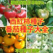 番茄種子 牛番茄 玉女小番茄 黑柿番茄 桃太郎 水果番茄 家庭菜園 盆栽豐收蔬菜 茄科植物 育苗種籽庭園蔬果 爆盆收成