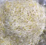 家坤種子專賣店：苜蓿芽種子