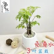 (店+)羽葉福祿桐【現貨】3吋雪胖盆 懶人盆栽 加水更方便 觀葉植物 室內植物 自動吸水 水培 創意花盆 居家辦公