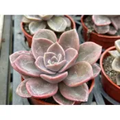 【多肉好好買】三寸盆 大盃宴 多肉植物 現貨