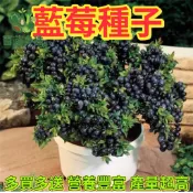 台灣藍莓種子 盆栽果樹 庭院果苗 觀葉觀果 酸性植物 陽台盆栽 可食用 藍莓苗 家庭果園 種子盆栽 DIY種植 園藝療癒
