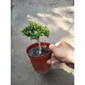 芳苑樹花苗繁殖農場  名稱：壽娘子