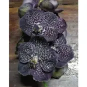 大眾蘭園  萬代蘭  Vanda Gordon Dillon