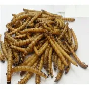 蜜袋鼯/刺蝟=麥皮蟲乾(大麥蟲乾)