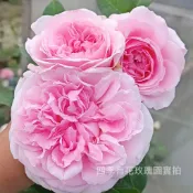 米蘭達 瓶插切花 庭院大花 超級大花第一名《四季有花玫瑰園》玫瑰苗 玫瑰盆栽 嫁接樹玫瑰 月季棒棒糖