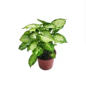 (店+)【Gardeners】綠精靈合果芋 3吋盆-1入室內植物/綠化植物/觀葉植物
