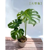 🔥現貨熱銷🔥【龜背芋】4.5/5/6/8吋小型/大型電信蘭｜阿逼園藝｜雨林觀葉/落地大型居家/送禮入厝開幕新手