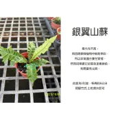 心栽花坊-銀翼山蘇/洗衣板山蘇/3吋/蕨類/綠化植物/室內植物/觀葉植物/蕨類/特價70